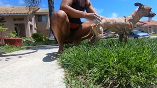 washing my puppy with my ass out